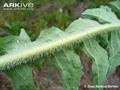 شیکوره - معرفی و خواص گیاهان دارویی